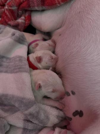 Image 7 of 1 Male, 2 Female KC Registered Bull Terrier Puppies