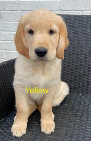 Image 3 of *READY NOW!! 2 Girls left! Gorgeous Golden Retriever Puppies