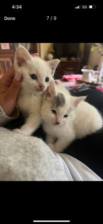 Image 9 of Beautiful white and grey farmhouse kittens