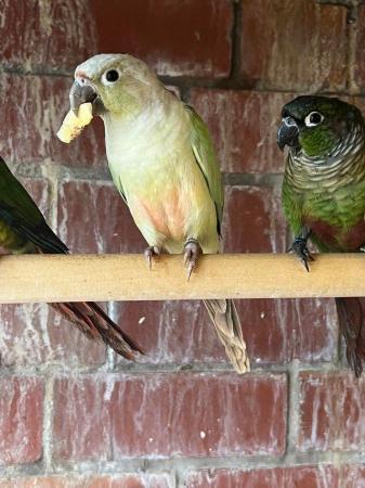 Image 3 of DNA tested conures for sale in different colours