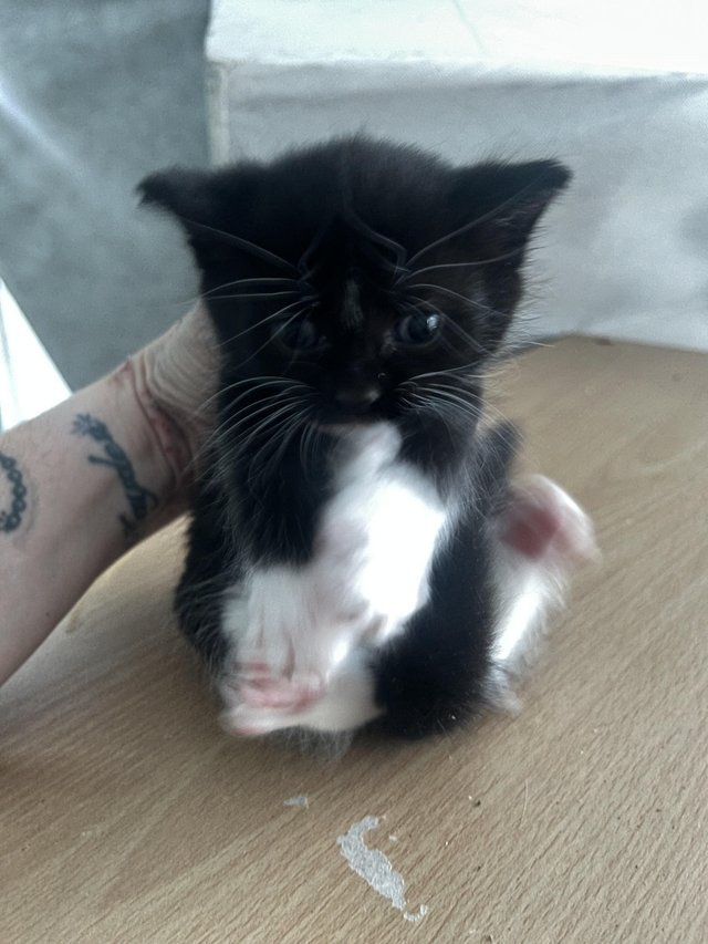 4 week old kittens looking forever home — Pets & Animals in Basildon