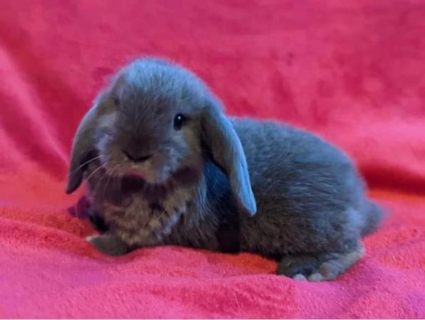 Image 3 of MINI LOP BUNNIES / 5 STAR HOMES ONLY