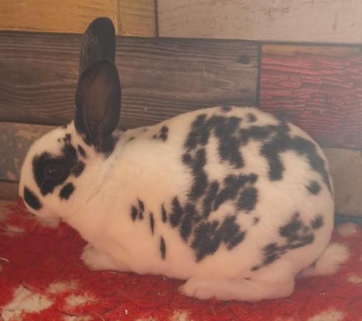 Image 3 of Mini rex kits looking for new homes