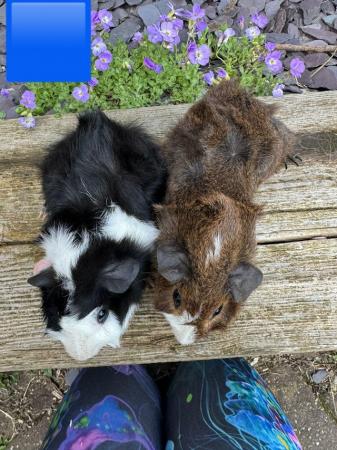 Image 15 of Guinea pigs male and female for sale. Sheffield.