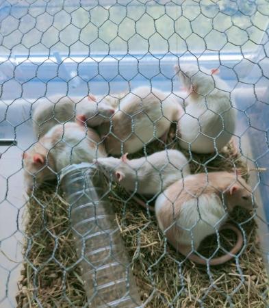 Image 4 of YOUNG (17 WKS) MALE & FEMALE RATS FOR SALE