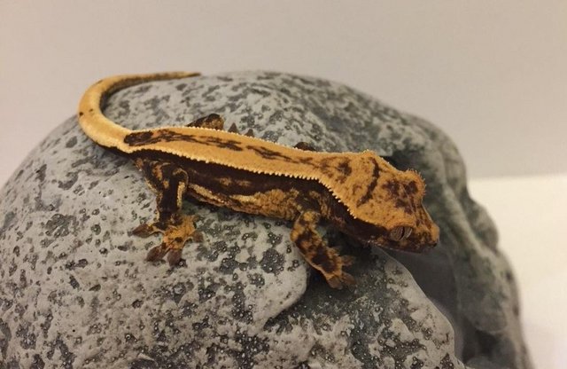Image 10 of Proven red quadstripe male crested gecko