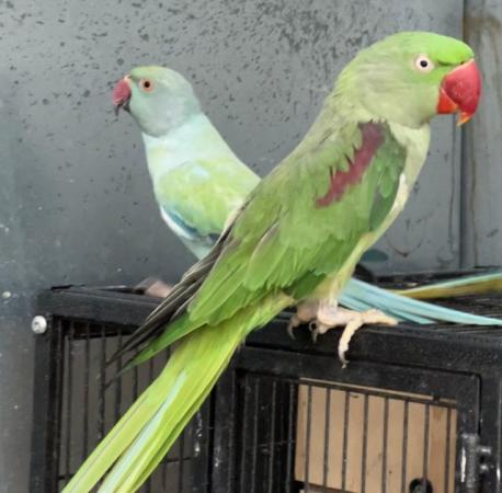 Image 11 of Beautiful Big Tame & Breeding Alexandrine Talking Parrots