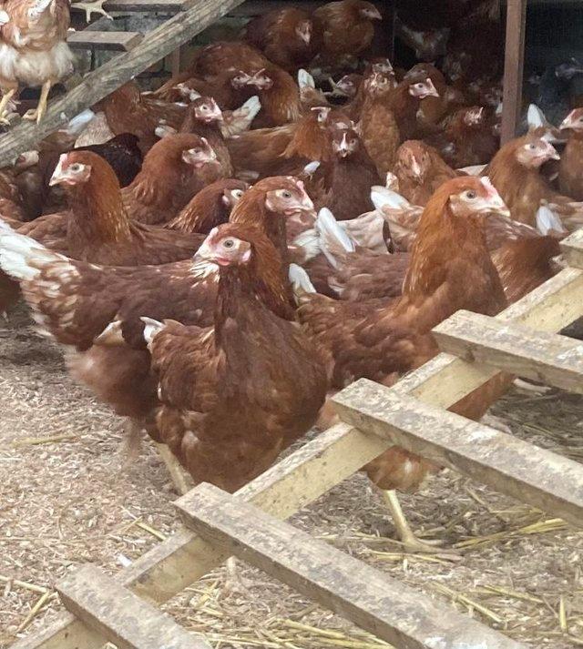 Preview of the first image of 16 weeks old pol commercial brown pullets.