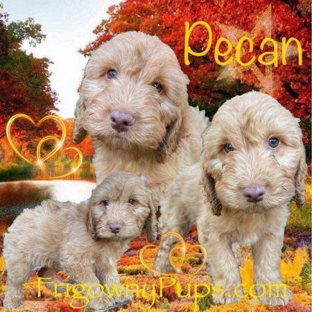 Image 4 of Top Quality Cockerpoo Puppies from Licensed Breeder