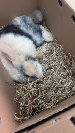 Image 5 of female rabbit wanting a good home