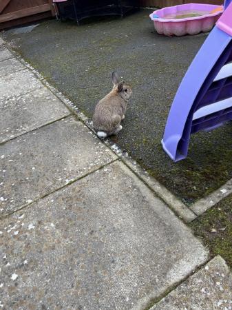 Image 2 of Mini lop rabbits for sale