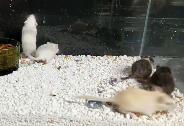 Image 11 of Baby Gerbils males and females