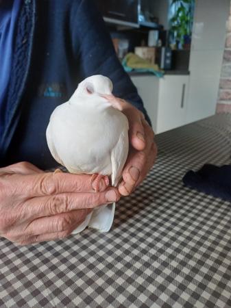 Image 1 of Tame of white barbury dove