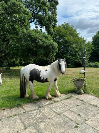 Image 3 of Very friendly cob, ideal first time pony