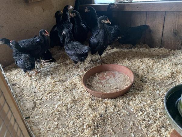 Image 5 of Black rock hens (bantams