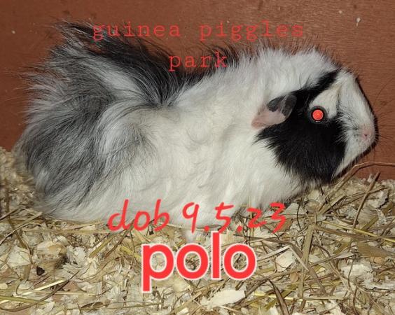 Image 7 of Lovely sow, girl, guinea pigs