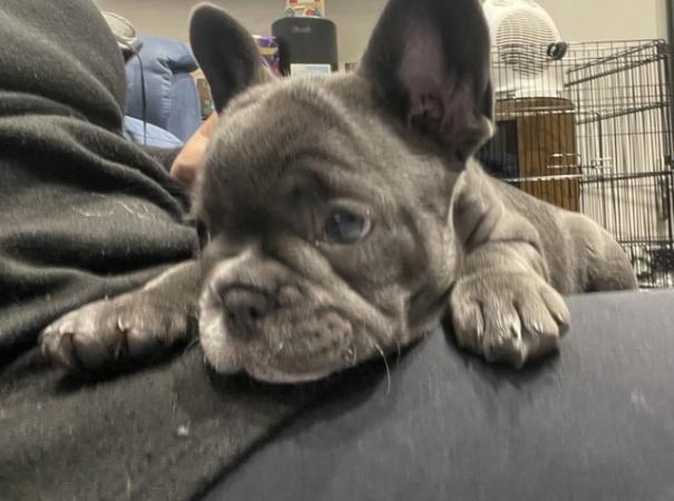 Image 30 of ***ALL SOLD*** - Stunning blue French bulldogs KC registered