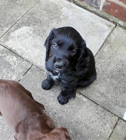 Image 6 of KC Registered Cocker Spaniel Puppies