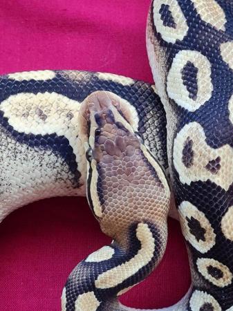 Image 2 of Female pastel phantom or mojave royal python