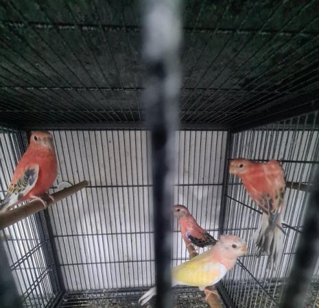 Image 4 of FINCHES,CANARYS,PARAKEETS,PARROTS