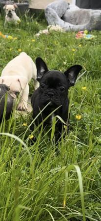 Image 4 of READY TO LEAVE FRENCH BULLDOG PUPPIES