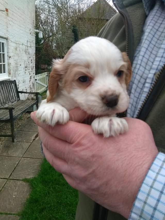 Preview of the first image of READY NOW Pedigree KC Registered Cocker Spaniel puppies.