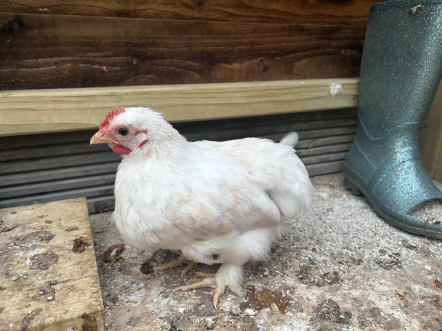 Pekin Chicks 7 weeks cockerels
