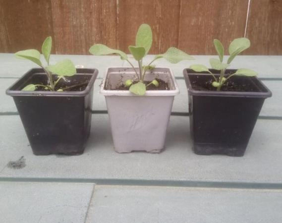 Image 1 of 1 x Sage ( Herb ) Plant for  £3