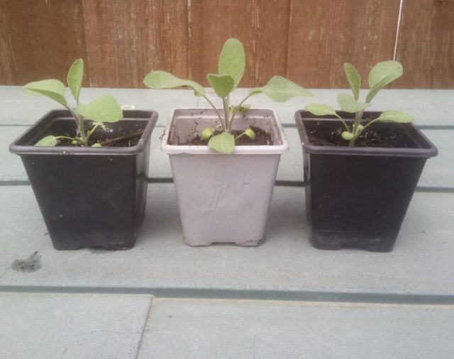 Preview of the first image of 1 x Sage ( Herb ) Plant for  £3.