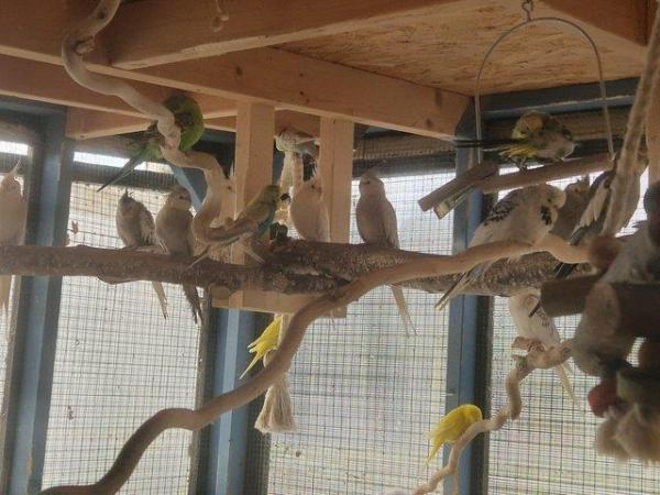 Image 3 of cockatiels for sale males and females