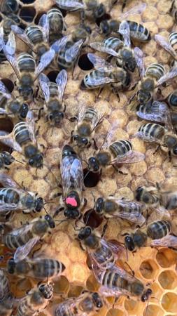 Image 6 of Langstroth Spring Bee Nucs 2024