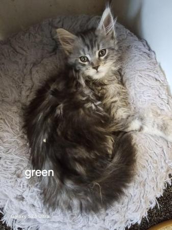 Image 1 of Maine coon silver tabby girl available tica