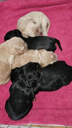 Image 3 of Show type KC Cocker spaniel puppies 8 weeks old