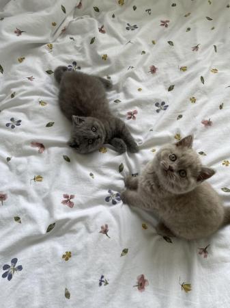 Image 7 of British Shorthair kittens GCCF