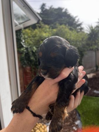 Image 3 of F1 Sproodle springer x mini poodle puppies