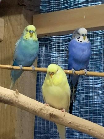 Image 6 of Baby budgies and breeding pairs for sale