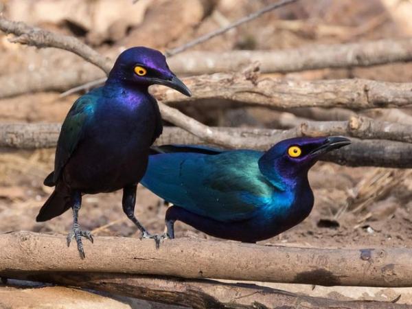 Image 2 of African Purple Glossy Starlings - Adult Pair - Aviary Birds