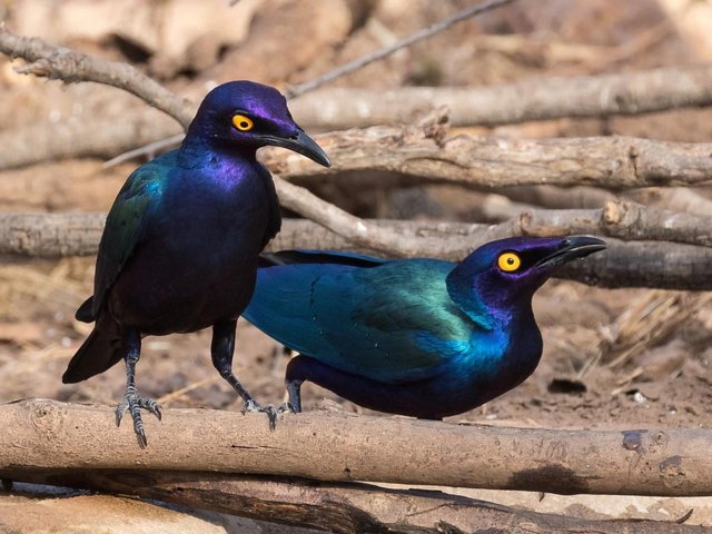 Preview of the first image of African Purple Glossy Starlings - Adult Pair - Aviary Birds.