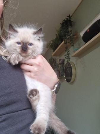Image 10 of Lovely mink ragdoll kittens house pets 1 girl 1 boy