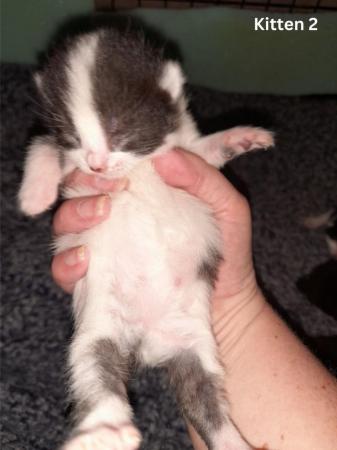 Image 6 of Female Kittens Availalable x3 from a litter of 5