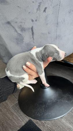 Image 10 of Stunning full pedigree KC registered blue whippet puppies