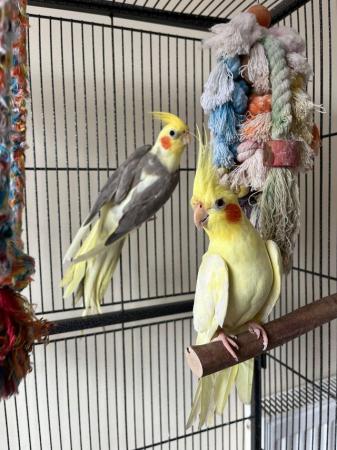 Image 3 of Cockatiels pair for sale
