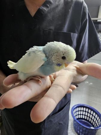 Image 6 of budgies for sale, breeding couples, babies