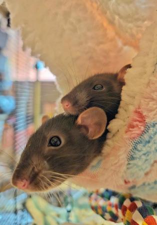 Image 2 of 6 month old duo male rats