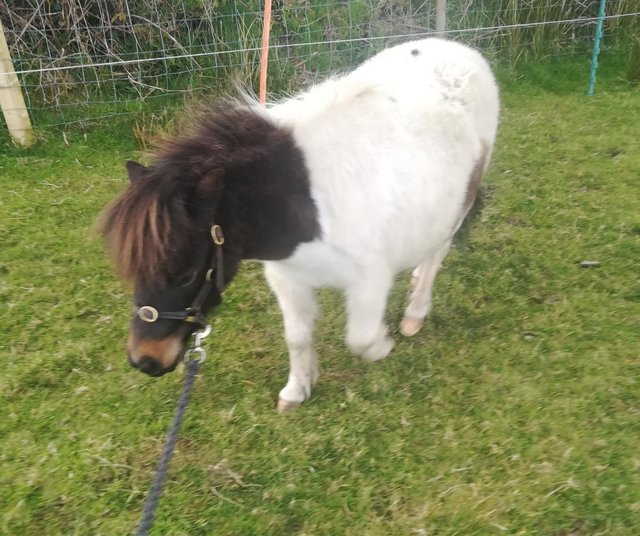 Preview of the first image of Potential Therapy Pony, 2yr old Reg, Mini Shetland gelding..