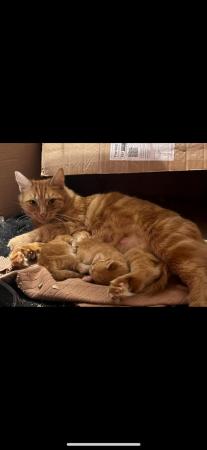 Image 8 of Beautiful fluffy ginger kittens xx