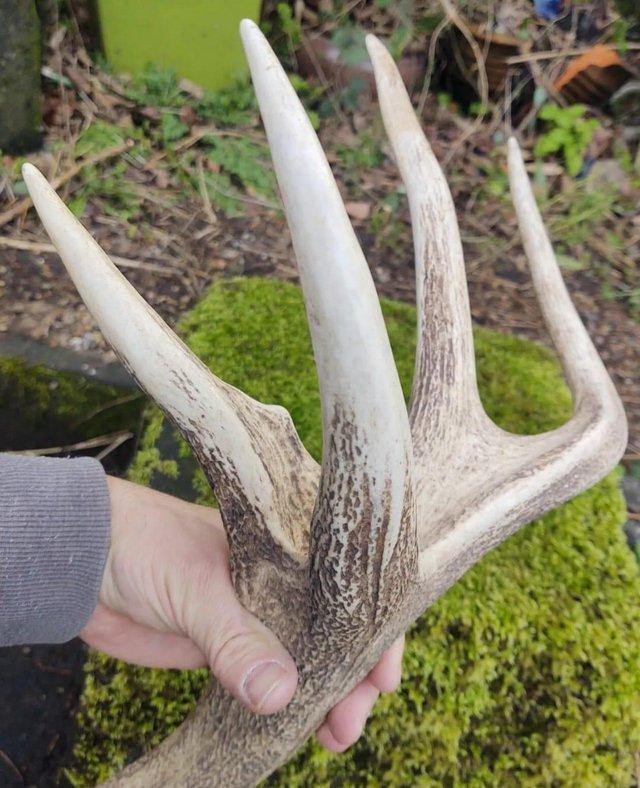 Preview of the first image of A Very Large Stag Antler In Good Used Condition.