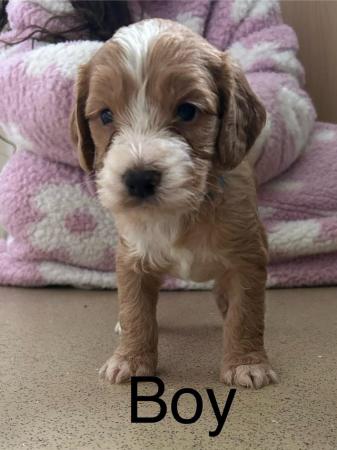 Image 26 of Cockapoo puppies (vet checked) viewings welcome now