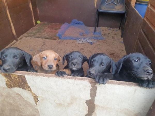Image 6 of Labrador cross 9 week old pups 3 girls 1 boy