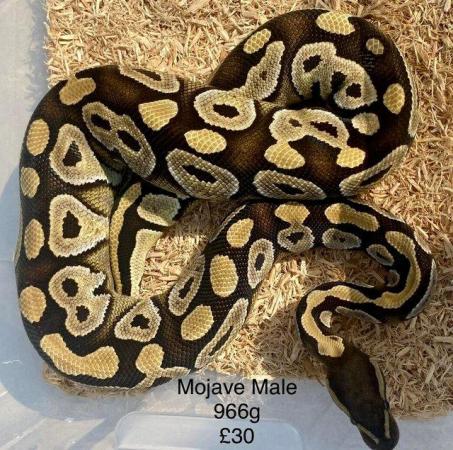 Image 20 of Royal Pythons for sale.